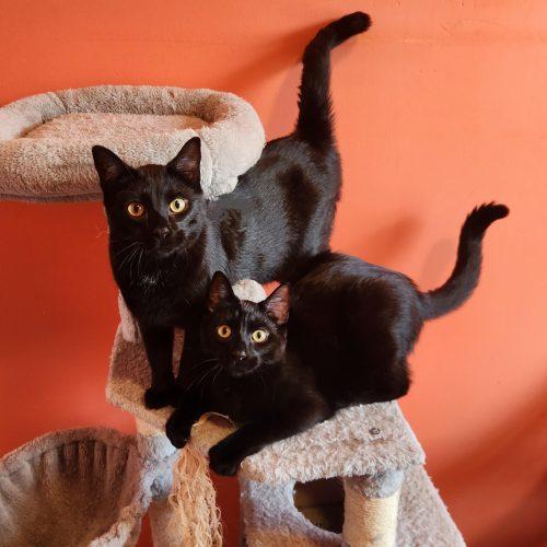 Enlarge Sprite (Bonded with Salem), a Adoptable Domestic Short Hair in Elizabeth, IL image 2/5