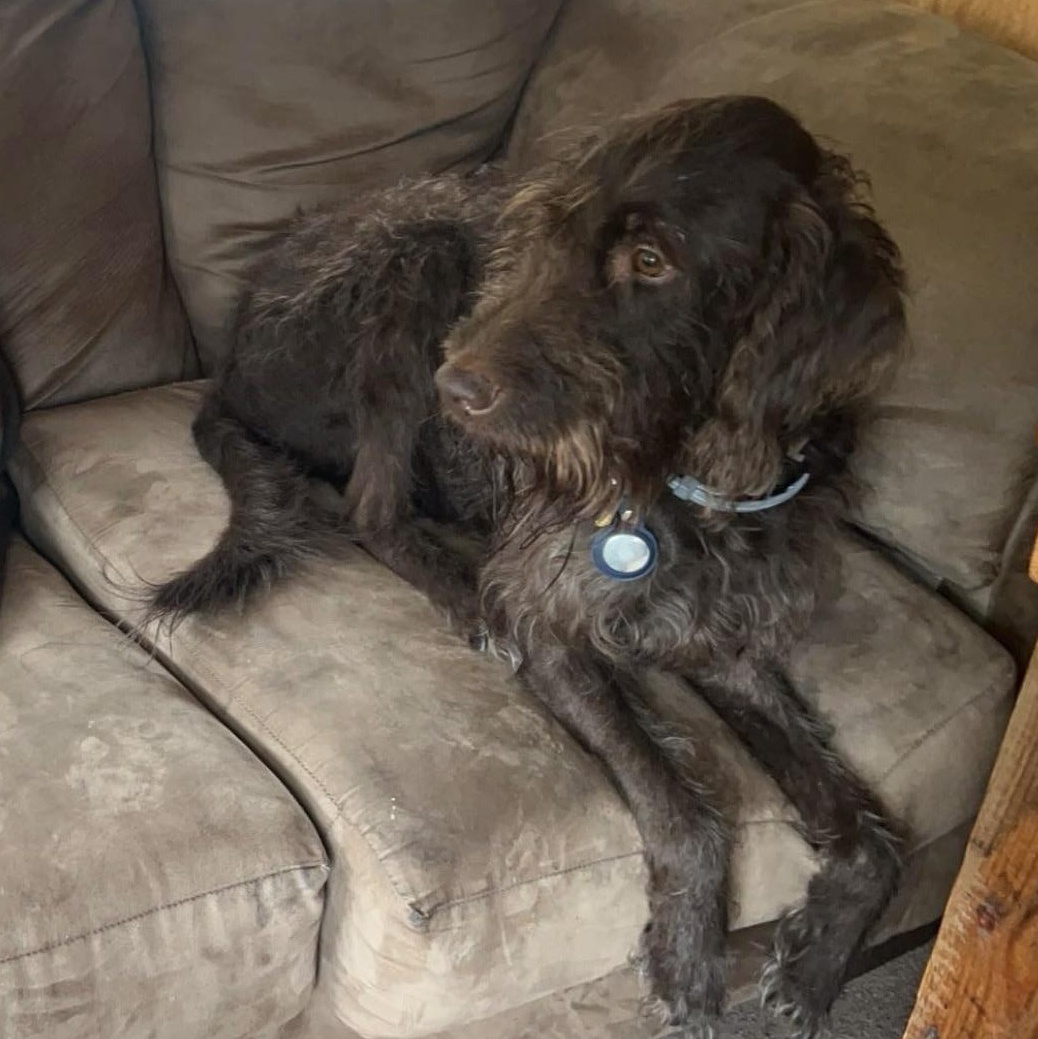 Hudson, ADOPTABLE, Adult Male Aussiedoodle.