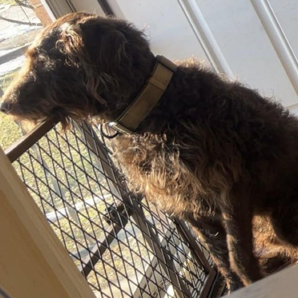 Hudson, a ADOPTABLE Aussiedoodle in Lexington, KY image 2/5