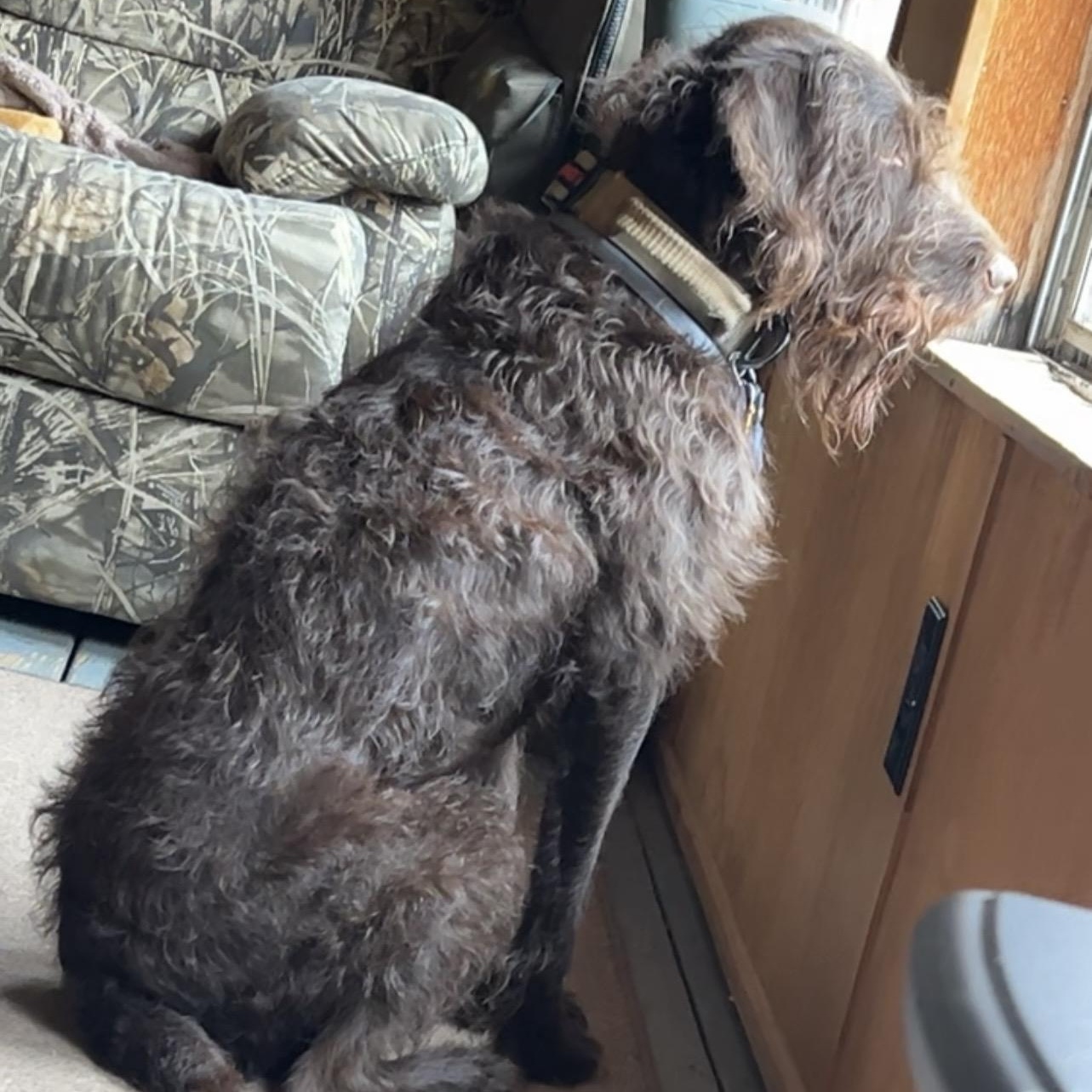 Hudson, a ADOPTABLE Aussiedoodle in Lexington, KY image 3/5