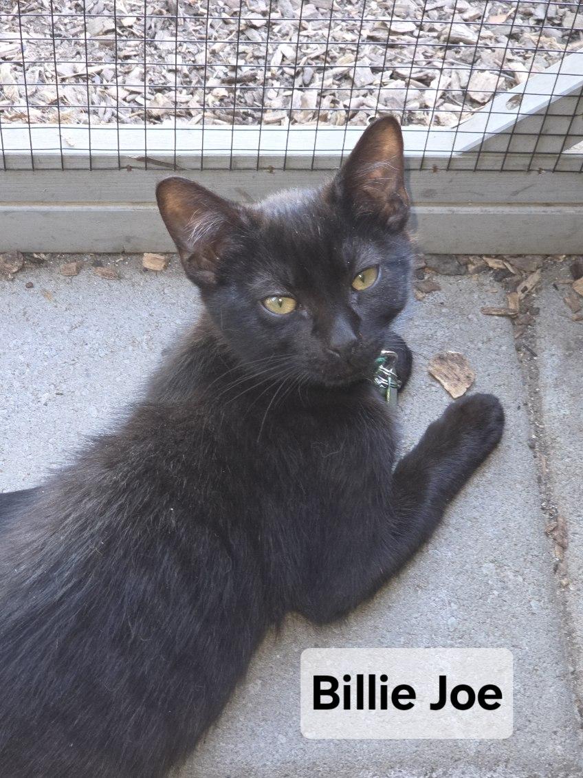 Billie Joe, an adoptable Domestic Short Hair in Pasco, WA, 99301 | Photo Image 2