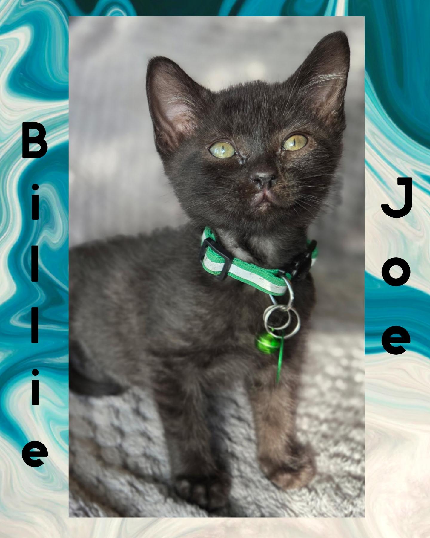 Billie Joe, Baby Male Domestic Short Hair