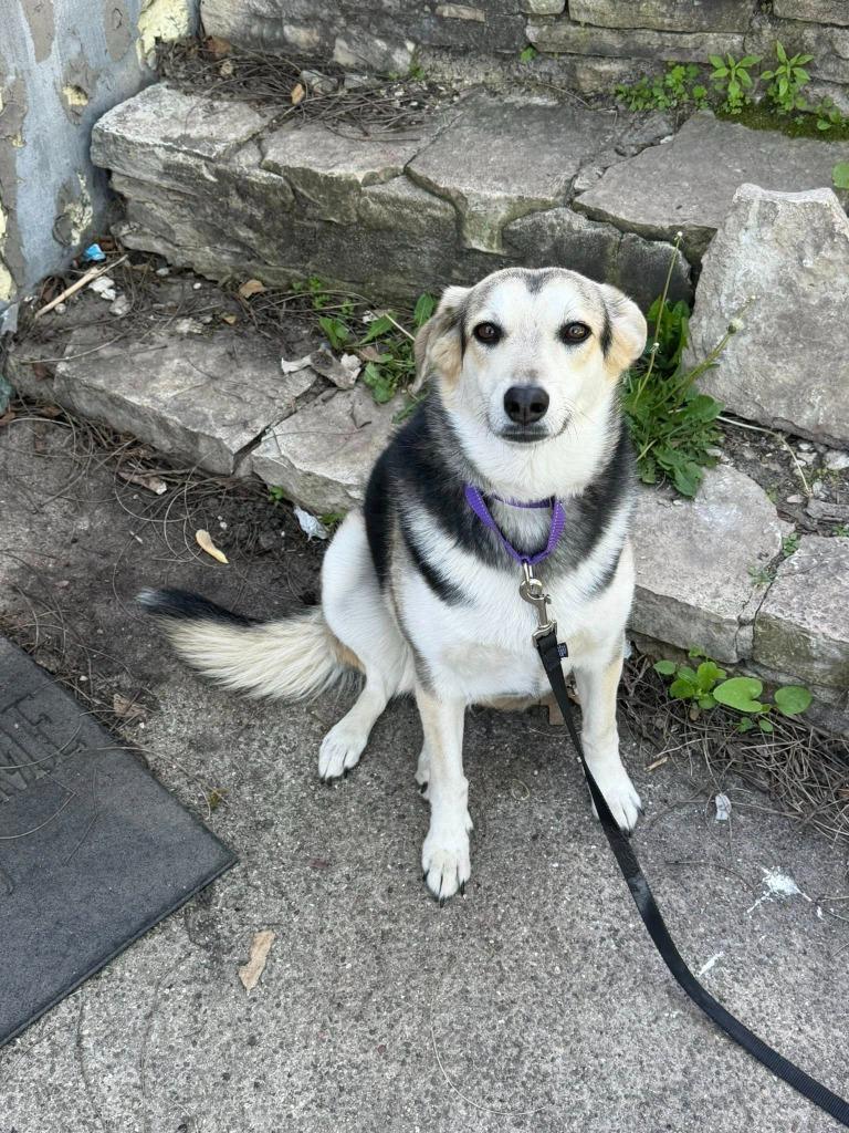 Enlarge Rachel, a Adoptable mixed breed in Fond Du Lac, WI image 1/5