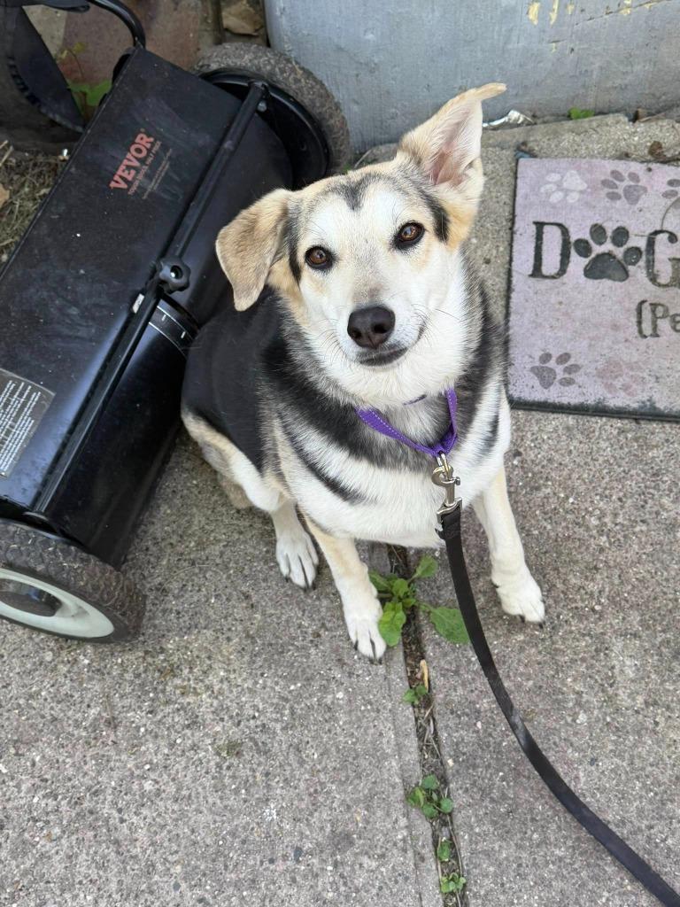 Enlarge Rachel, a Adoptable mixed breed in Fond Du Lac, WI image 2/5