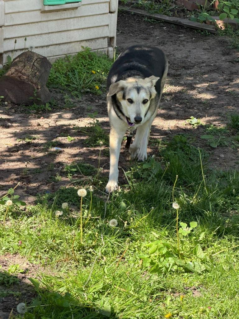 Enlarge Rachel, a Adoptable mixed breed in Fond Du Lac, WI image 3/5