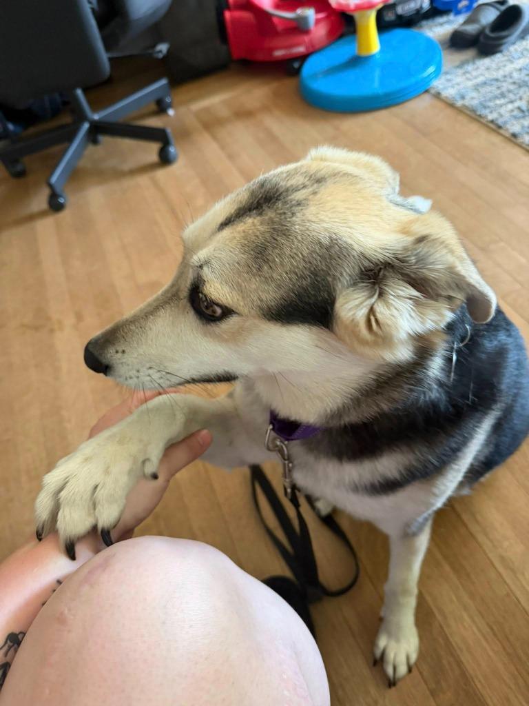 Enlarge Rachel, a Adoptable mixed breed in Fond Du Lac, WI image 4/5