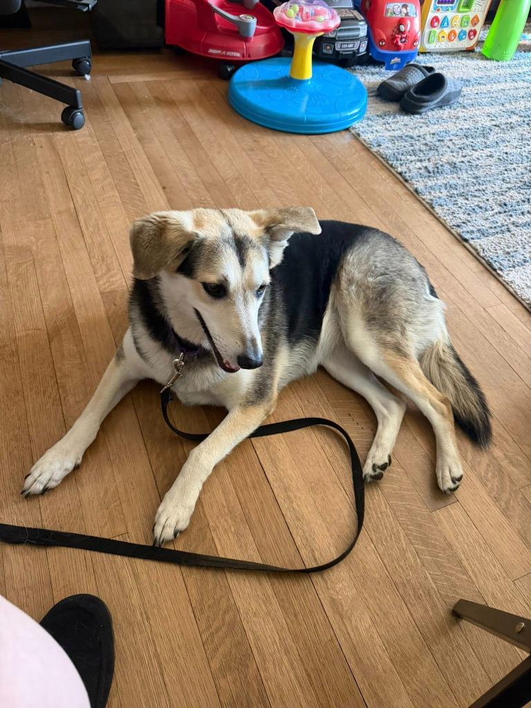 Enlarge Rachel, a Adoptable mixed breed in Fond Du Lac, WI image 5/5