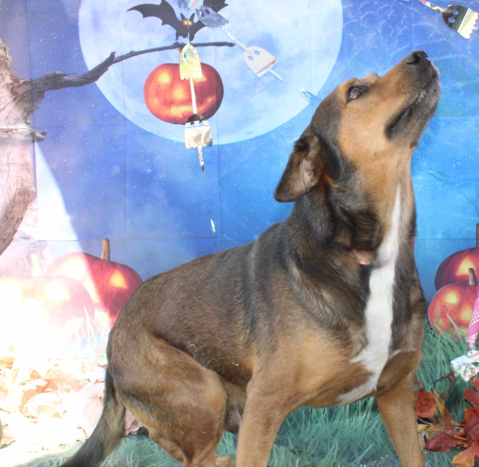 Big Bill, a Adoptable Mixed Breed in Kempner, TX image 2/5