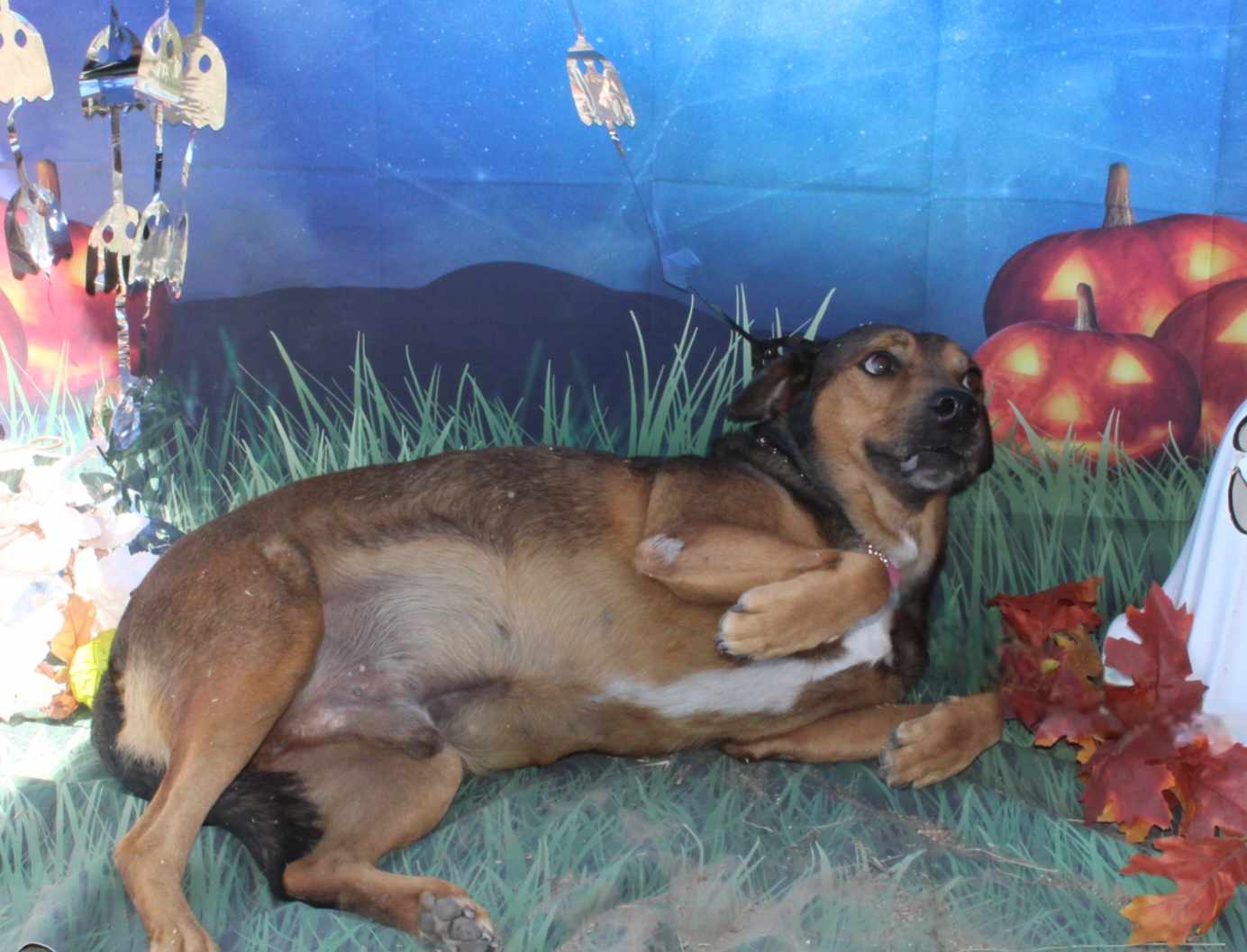 Big Bill, a Adoptable Mixed Breed in Kempner, TX image 4/5