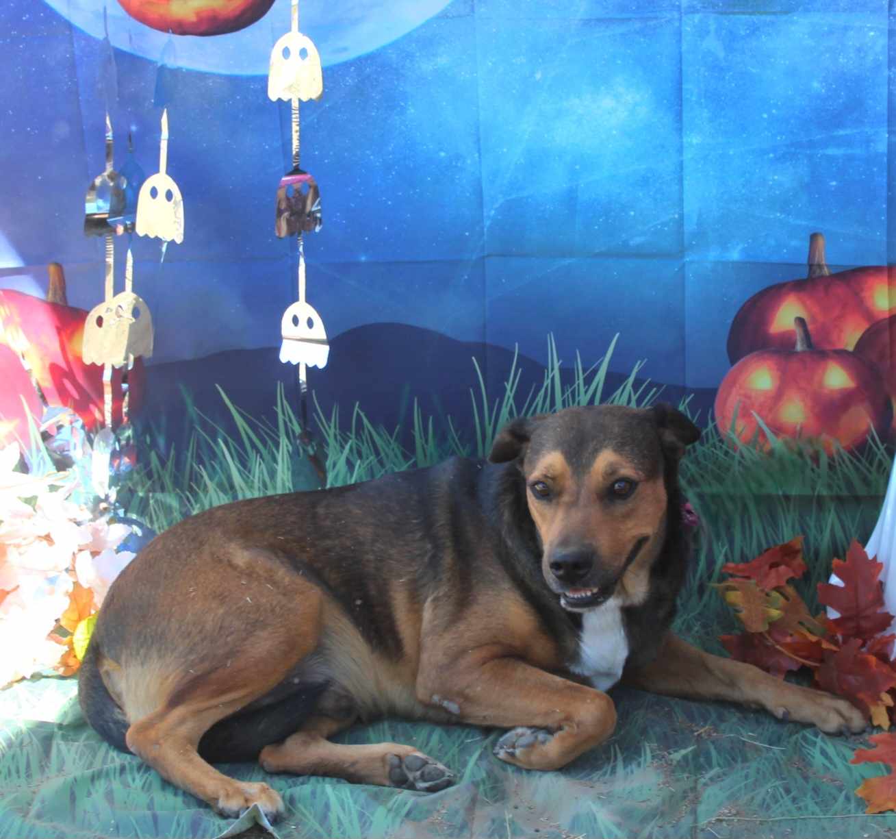 Big Bill, a Adoptable Mixed Breed in Kempner, TX image 3/5