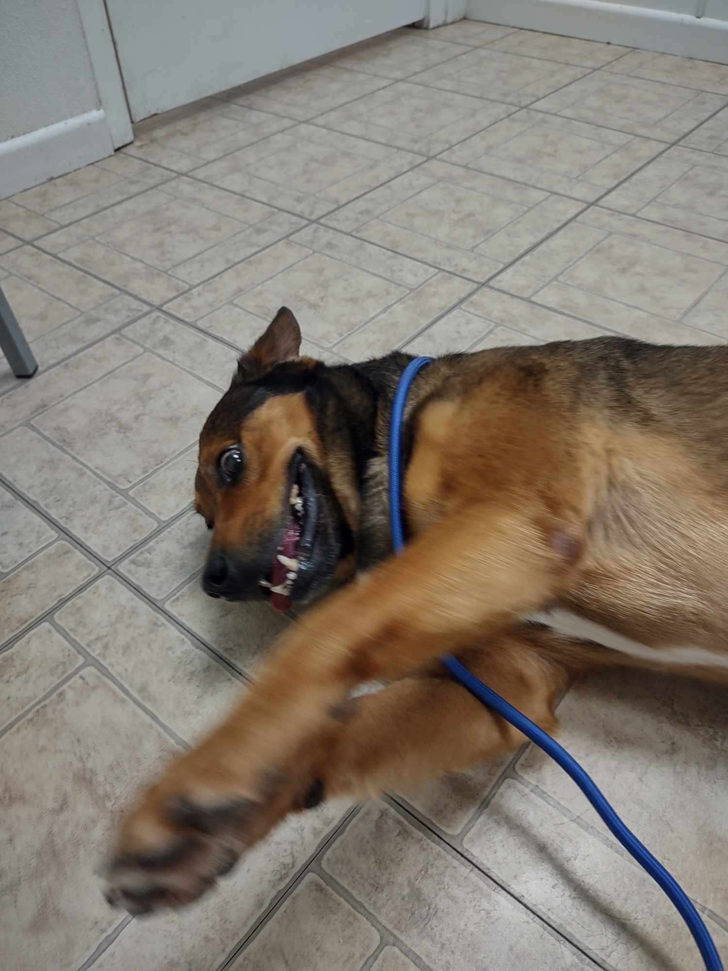 Big Bill, a Adoptable Mixed Breed in Kempner, TX image 5/5