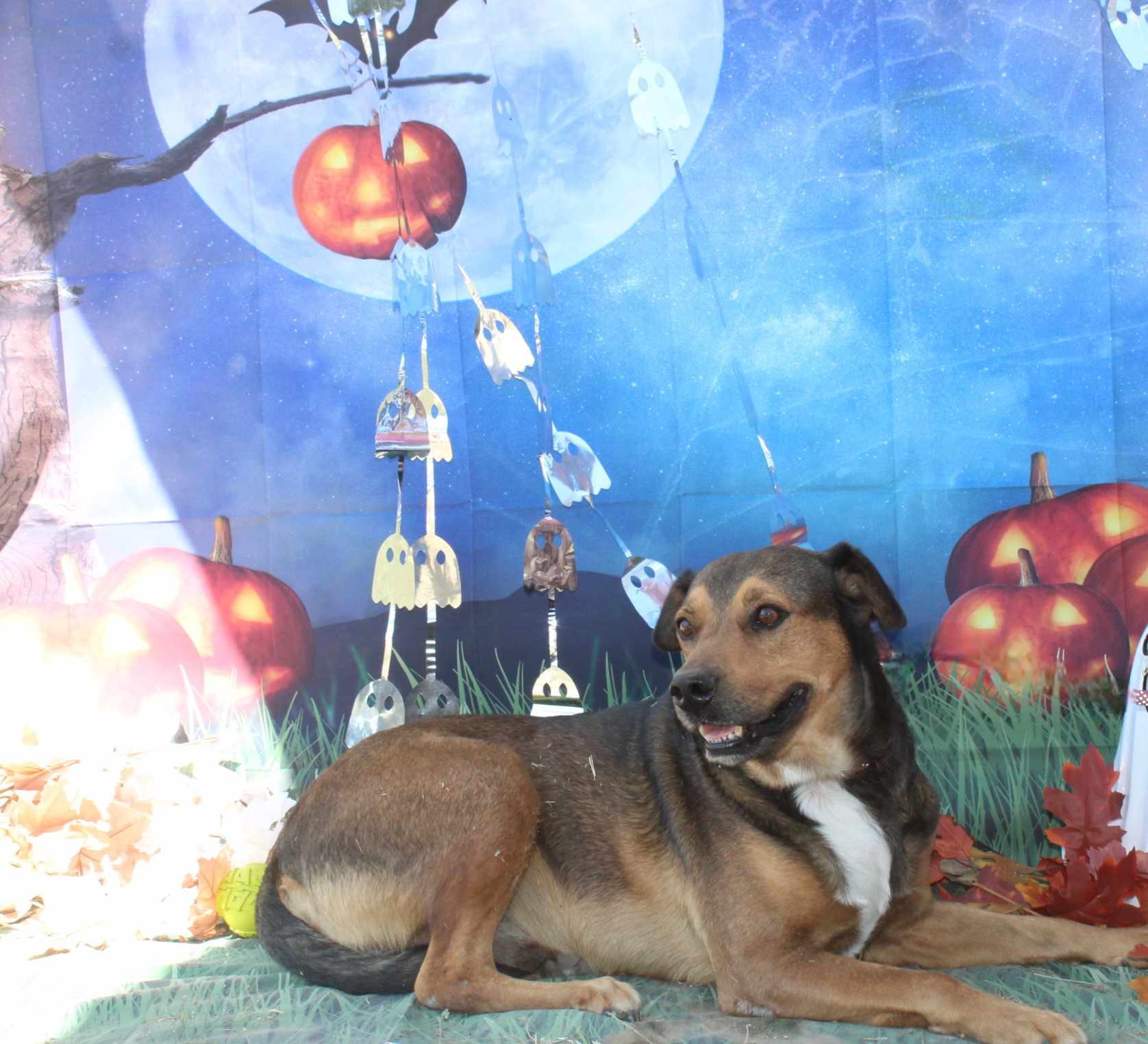 Big Bill, Adoptable, Senior Male Mixed Breed.