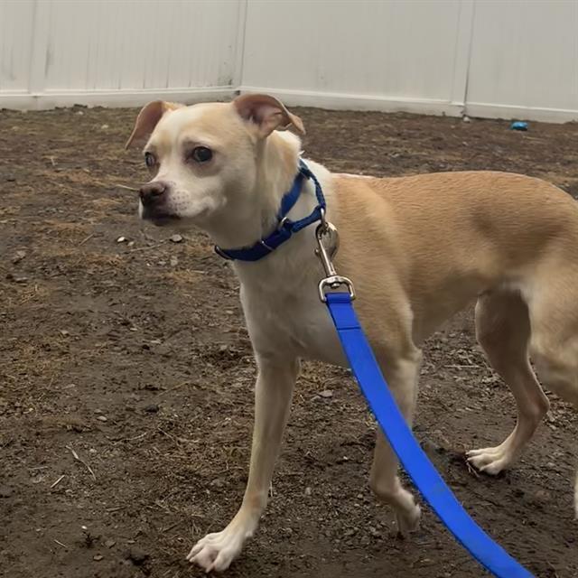 ELLIE, Adoptable, Adult Female Chihuahua & Parson Russell Terrier.