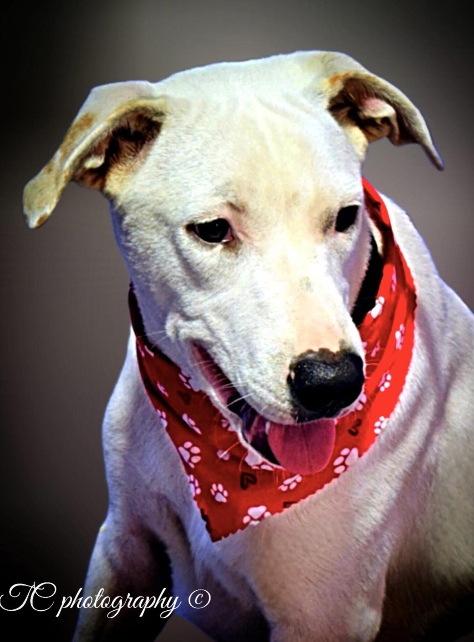 Snowy, a Adoptable mixed breed in Jacksonville, FL image 1/2