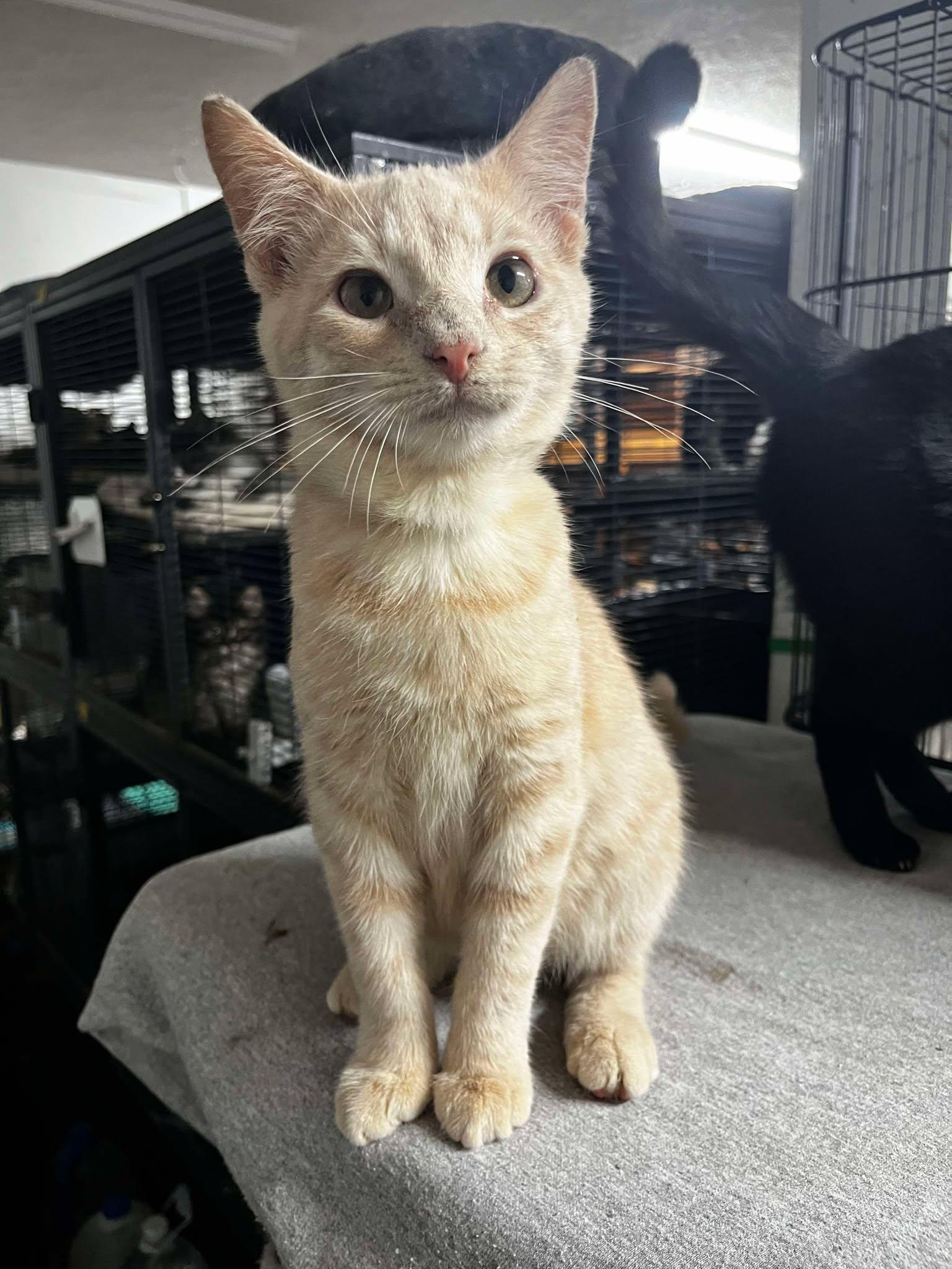 Tyler, Young Male Domestic Short Hair