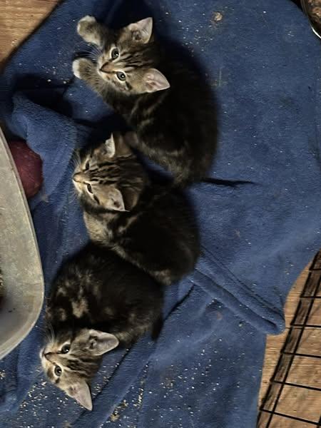 Larry, Curly, Moe, an adoptable American Wirehair in Winnipeg, MB, R2C 3A4 | Photo Image 2
