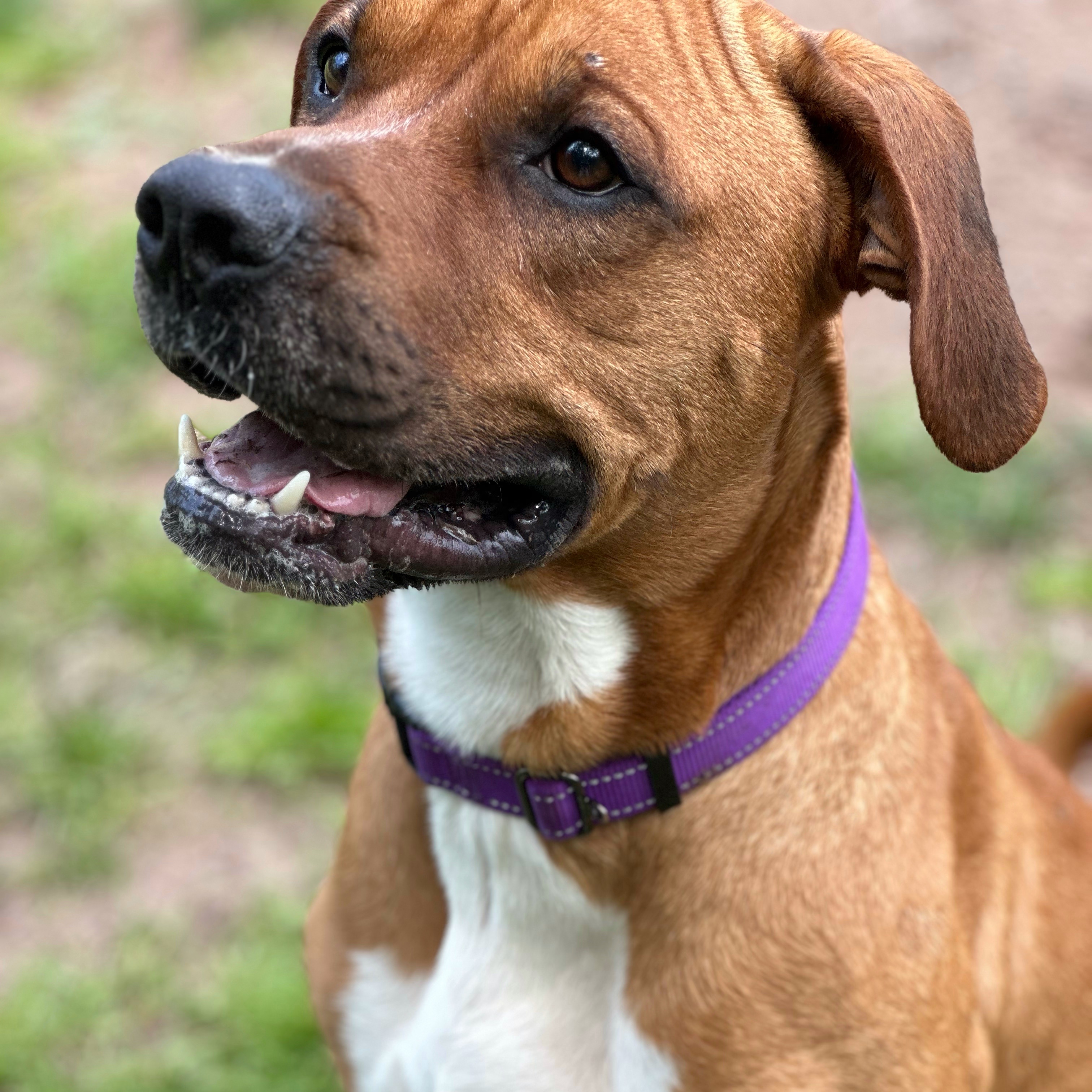Randolph *In Prison Program*, Adoptable, Adult Male Boxer.