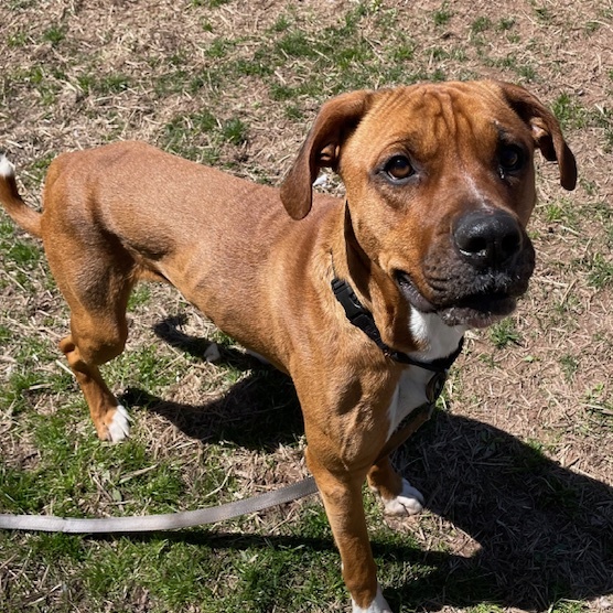 Randolph *In Prison Program*, a Adoptable Boxer in Honesdale, PA image 5/6