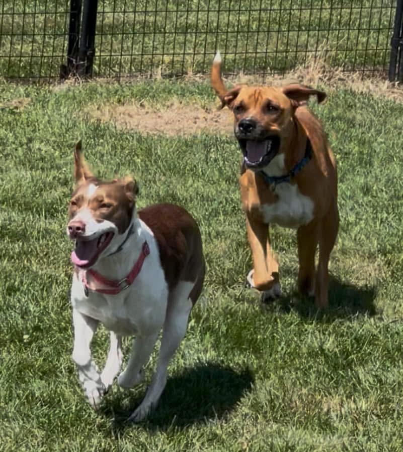 Randolph *In Prison Program*, a Adoptable Boxer in Honesdale, PA image 3/6