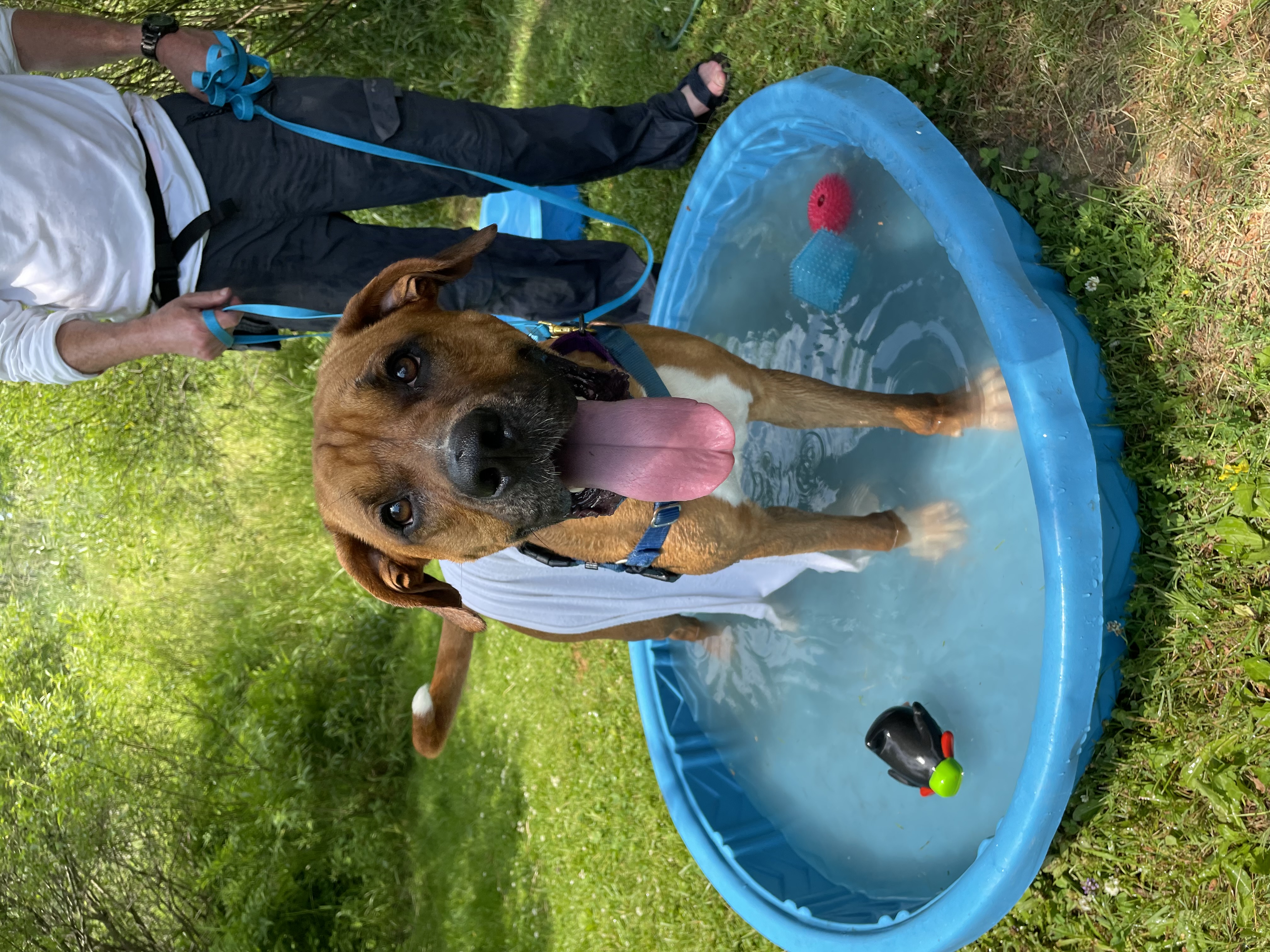 Randolph *In Prison Program*, a Adoptable Boxer in Honesdale, PA image 6/6