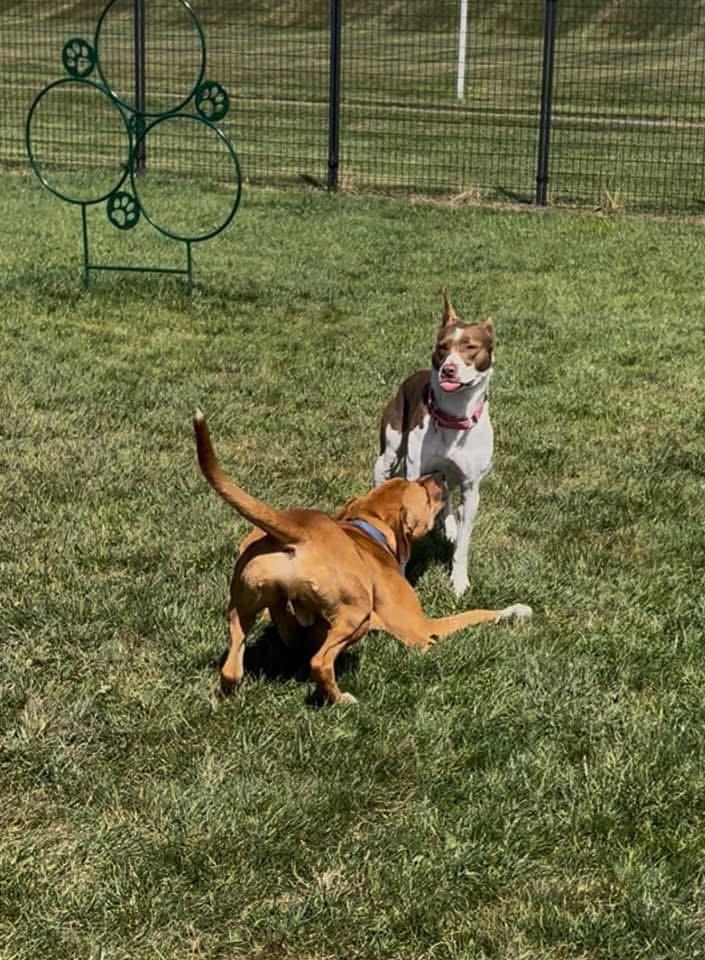 Randolph *In Prison Program*, a Adoptable Boxer in Honesdale, PA image 2/6