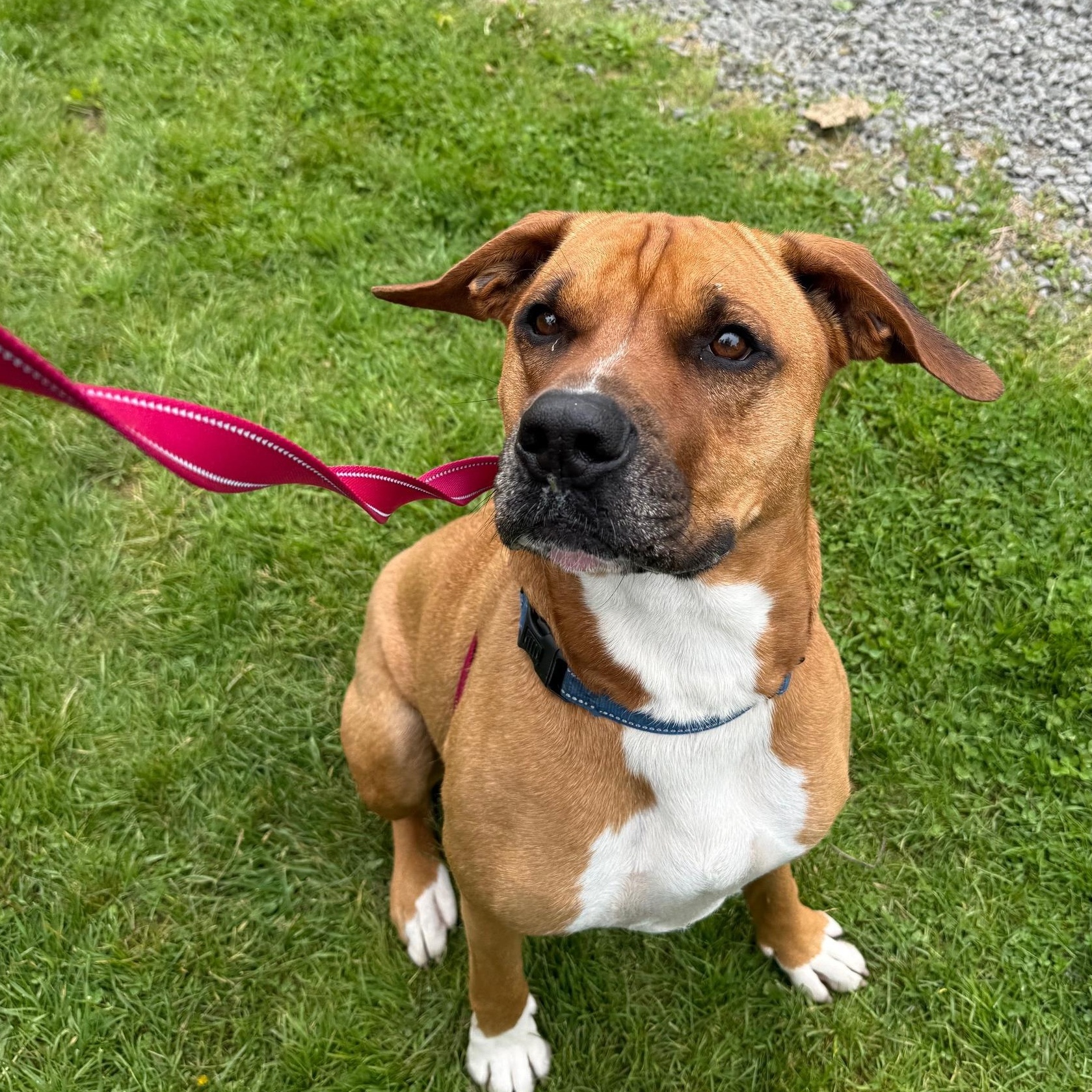 Randolph *In Prison Program*, a Adoptable Boxer in Honesdale, PA image 4/6