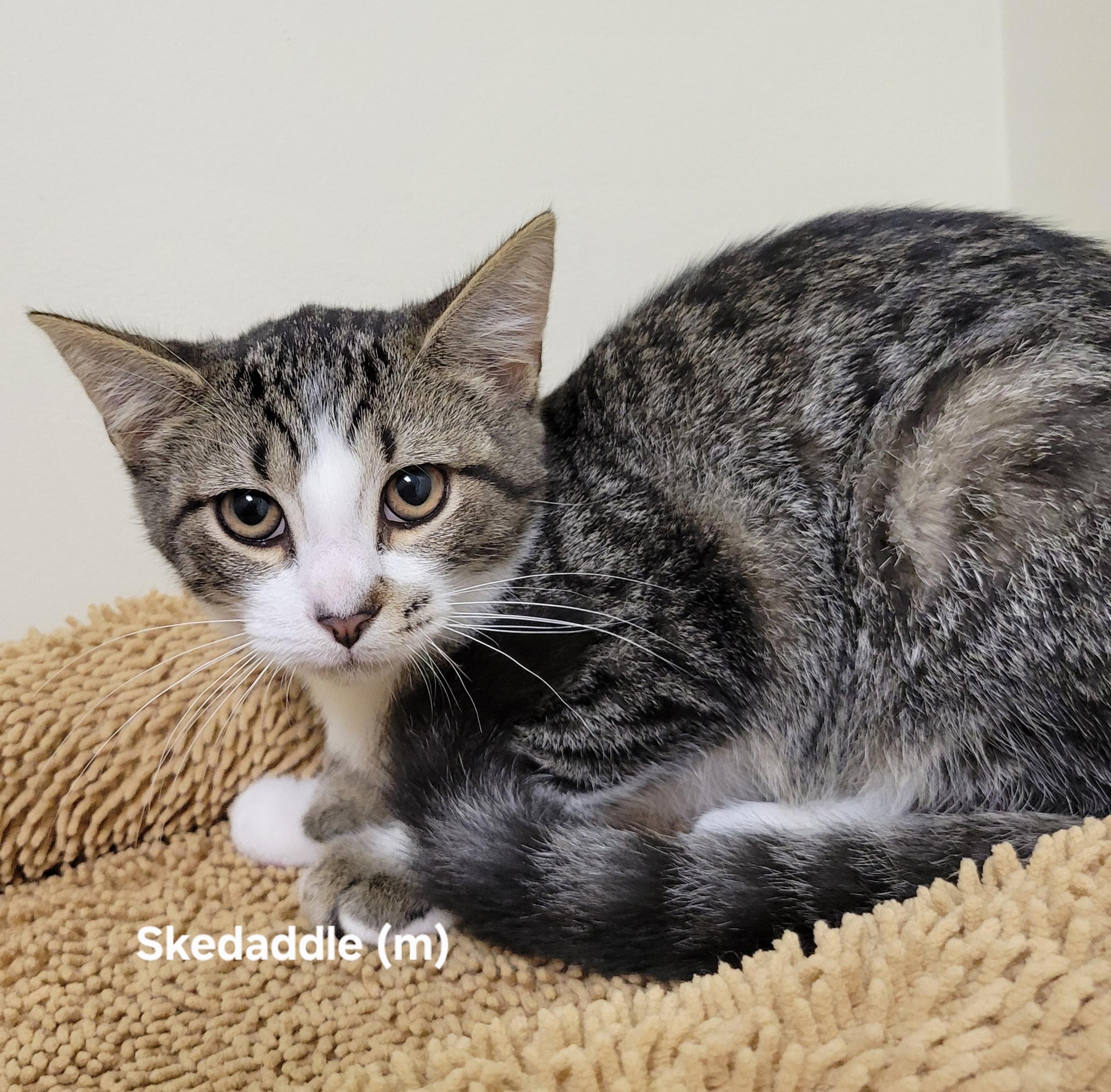 Skedaddle, Adoptable, Kitten Male Domestic Short Hair.