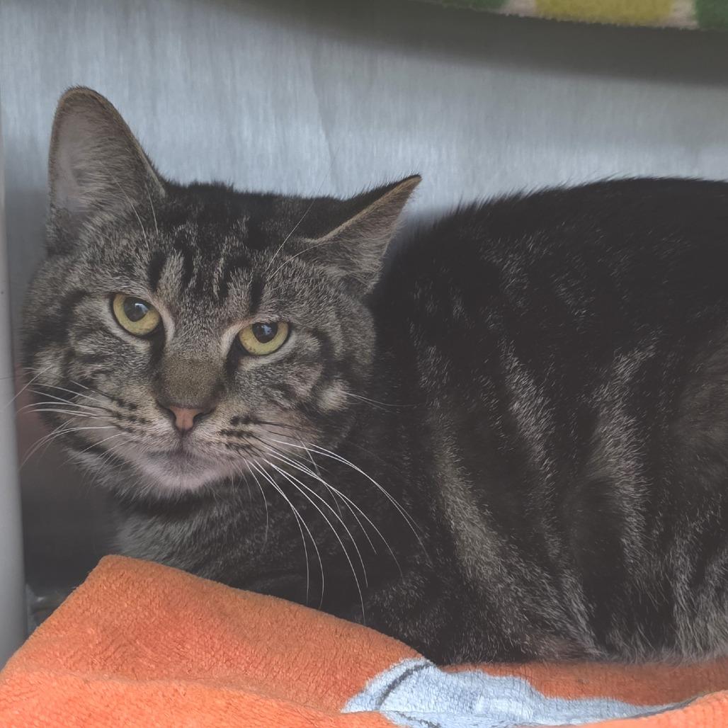 Dimitri, Adoptable, Young Male Domestic Short Hair.
