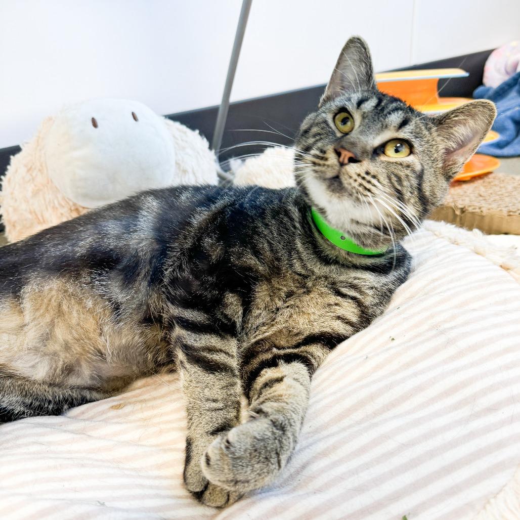 Enlarge Dimitri, a Adoptable Domestic Short Hair in Fort Wayne, IN image 2/6