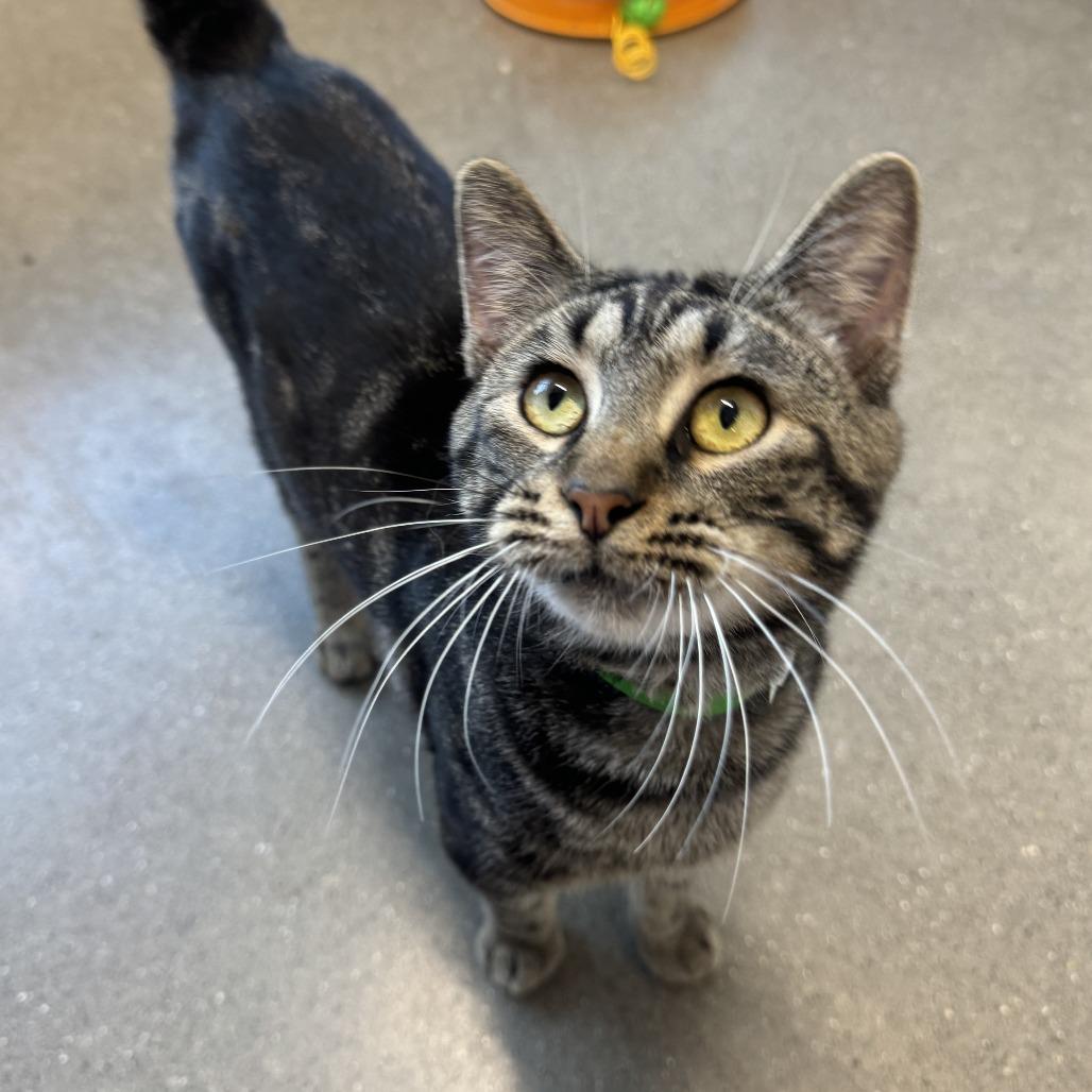 Enlarge Dimitri, a Adoptable Domestic Short Hair in Fort Wayne, IN image 3/6