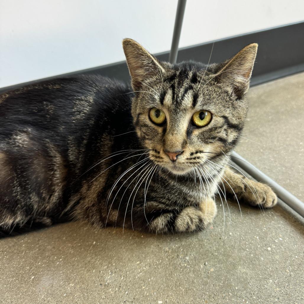 Dimitri, a Adoptable Domestic Short Hair in Fort Wayne, IN image 2/3