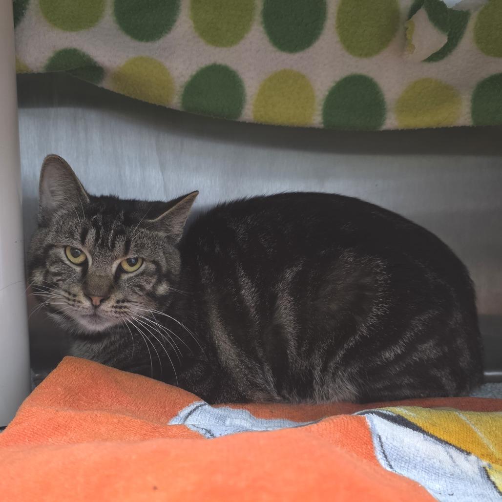 Dimitri, a Adoptable Domestic Short Hair in Fort Wayne, IN image 3/3