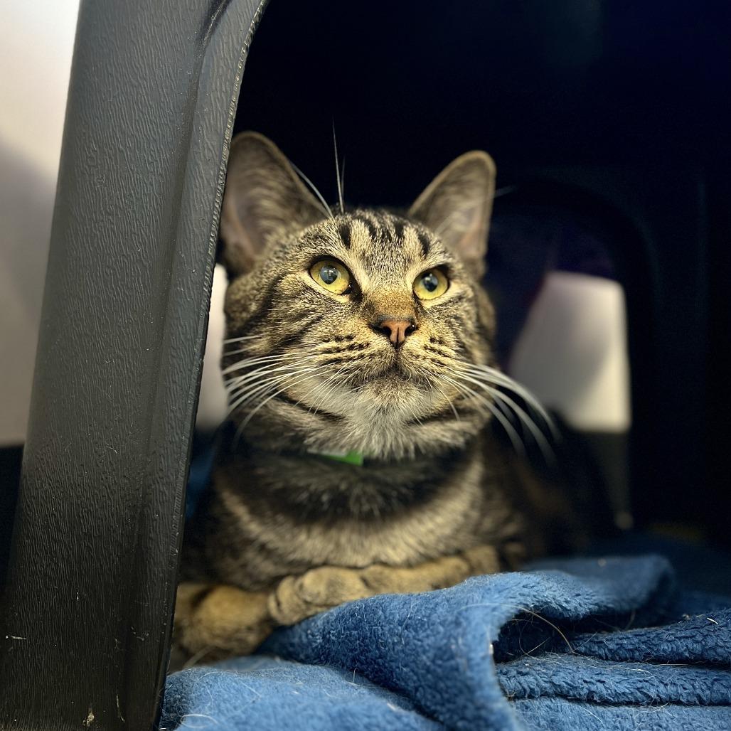 Enlarge Dimitri, a Adoptable Domestic Short Hair in Fort Wayne, IN image 6/6