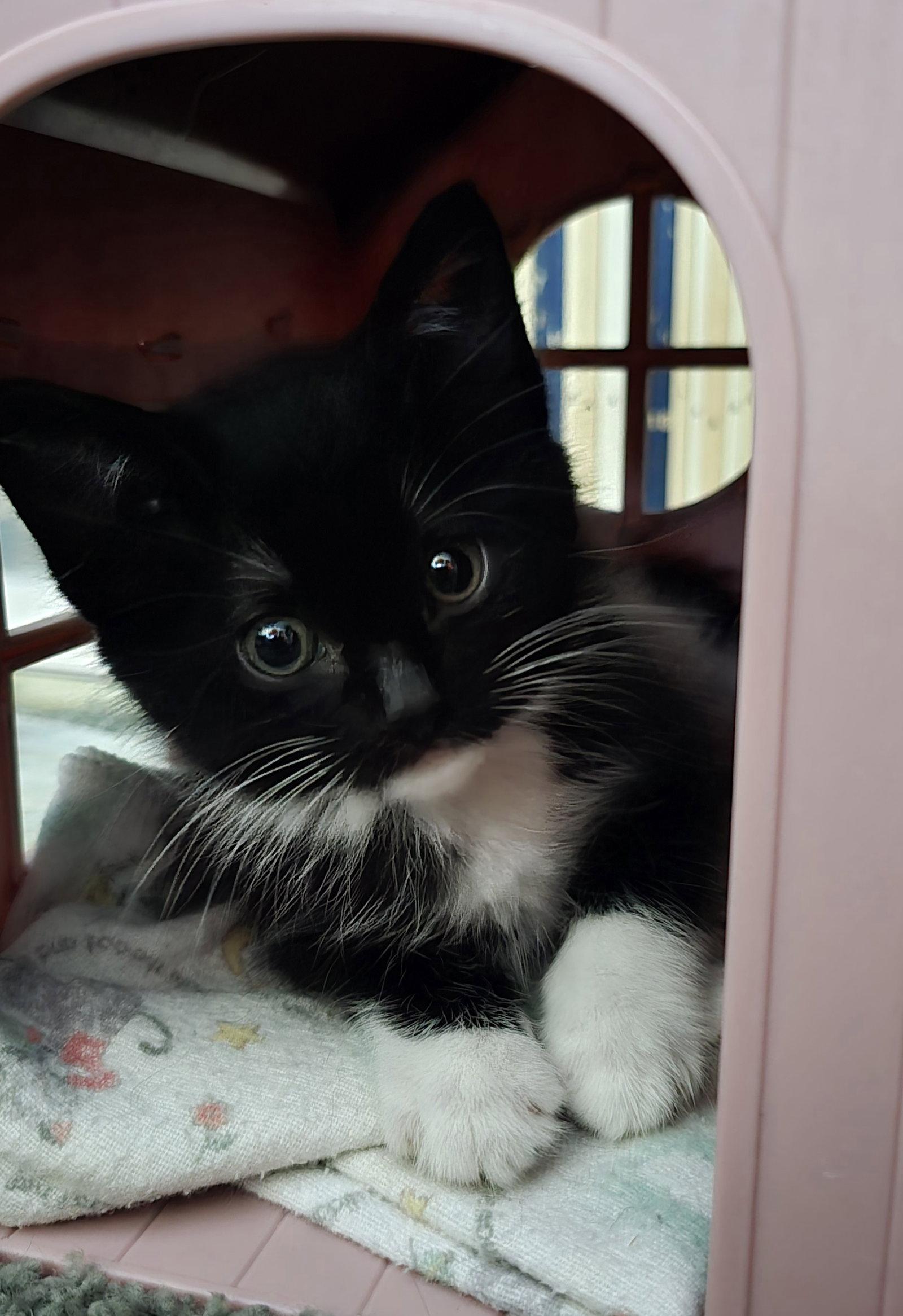 Maisie, Adopted, Kitten Female Tuxedo & Domestic Medium Hair.