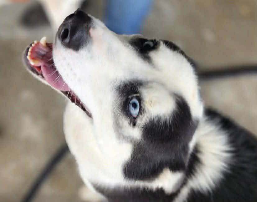 Koda, a Adoptable mixed breed in Northwood, NH image 2/5