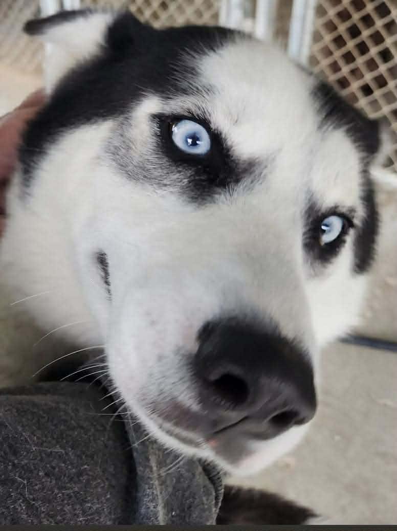 Koda, a Adoptable mixed breed in Northwood, NH image 3/5