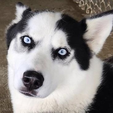 Koda, a Adoptable mixed breed in Northwood, NH image 1/5