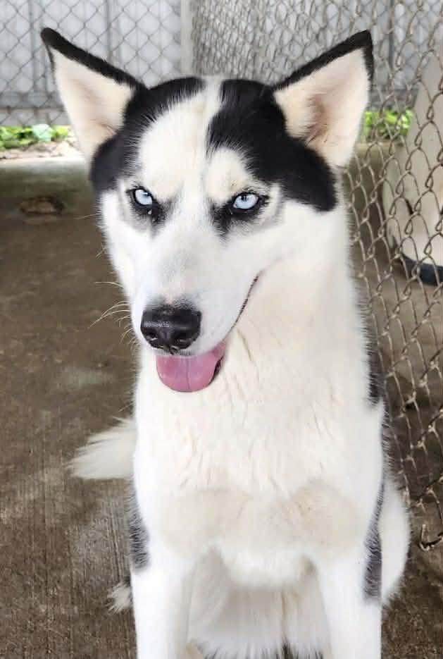 Koda, a Adoptable mixed breed in Northwood, NH image 4/5