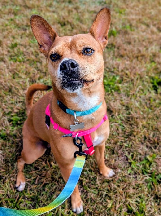 Lucy, Adoptable, Adult Female Cattle Dog & Boston Terrier.