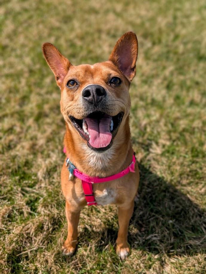 Enlarge Lucy, a Adoptable mixed breed in Shermans Dale, PA image 2/6