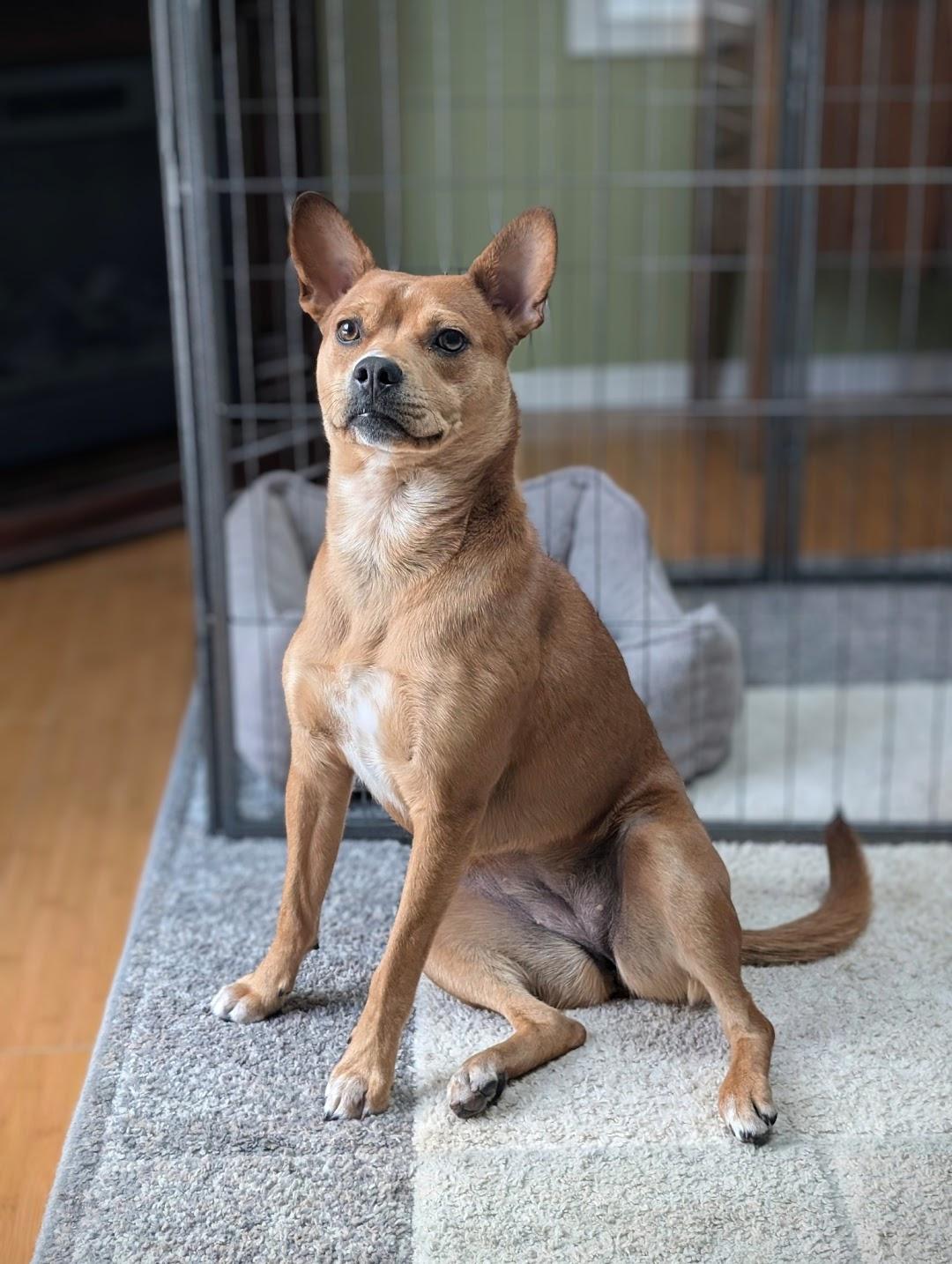 Enlarge Lucy, a Adoptable mixed breed in Shermans Dale, PA image 3/6