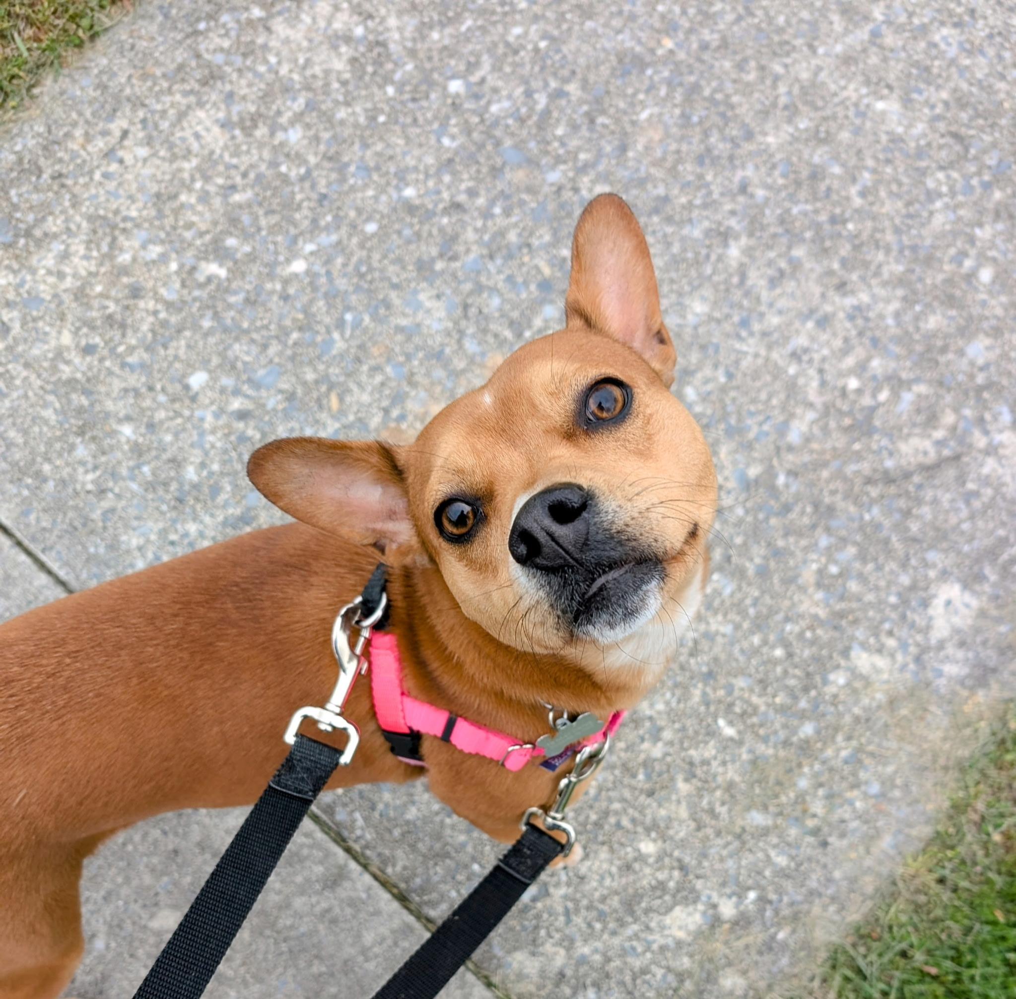 Lucy, Adoptable, Adult Female Cattle Dog & Boston Terrier.