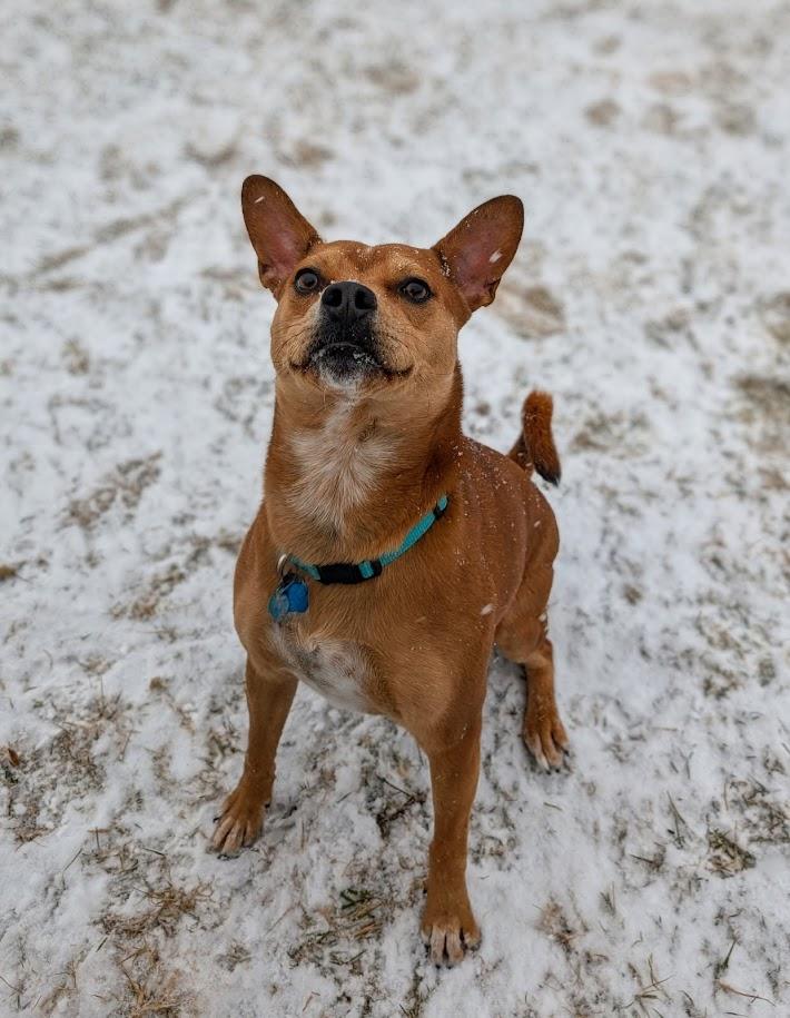 Enlarge Lucy, a Adoptable mixed breed in Shermans Dale, PA image 5/6