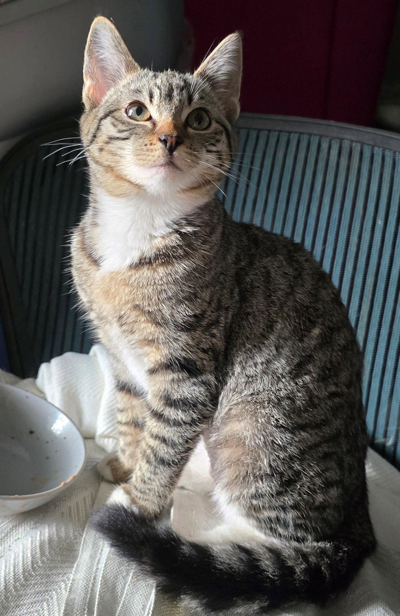 Luna, a Adoptable Tabby in Palo Alto, CA image 1/3