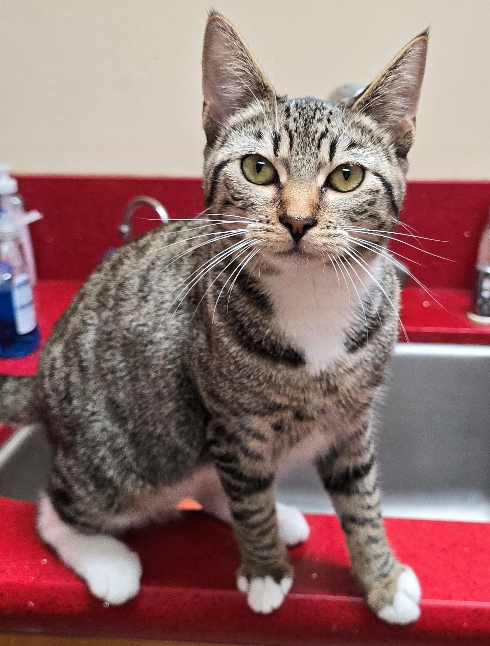 Luna, Adoptable, Kitten Female Tabby.