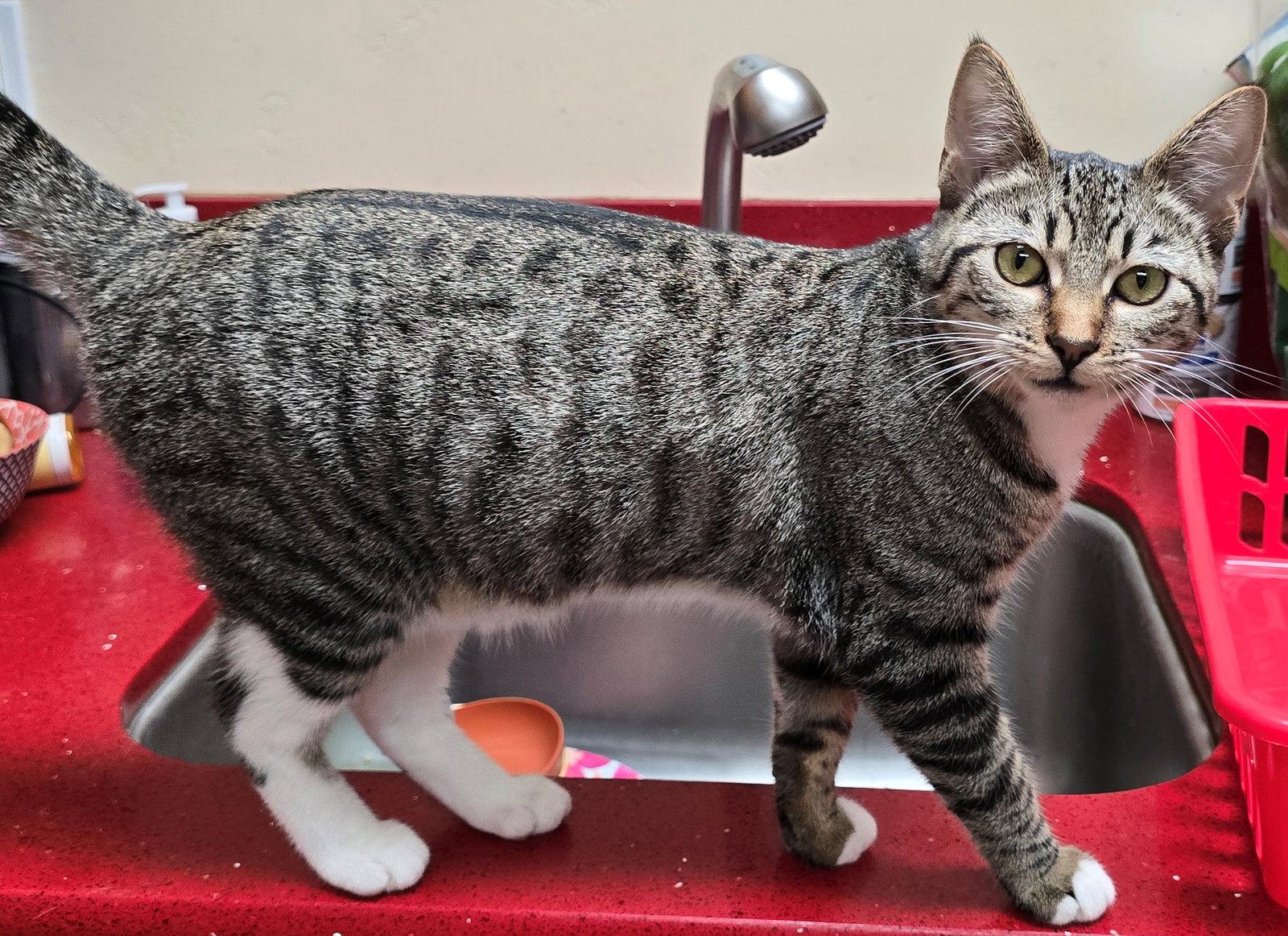 Enlarge Luna, a Adoptable Tabby in Palo Alto, CA image 2/3