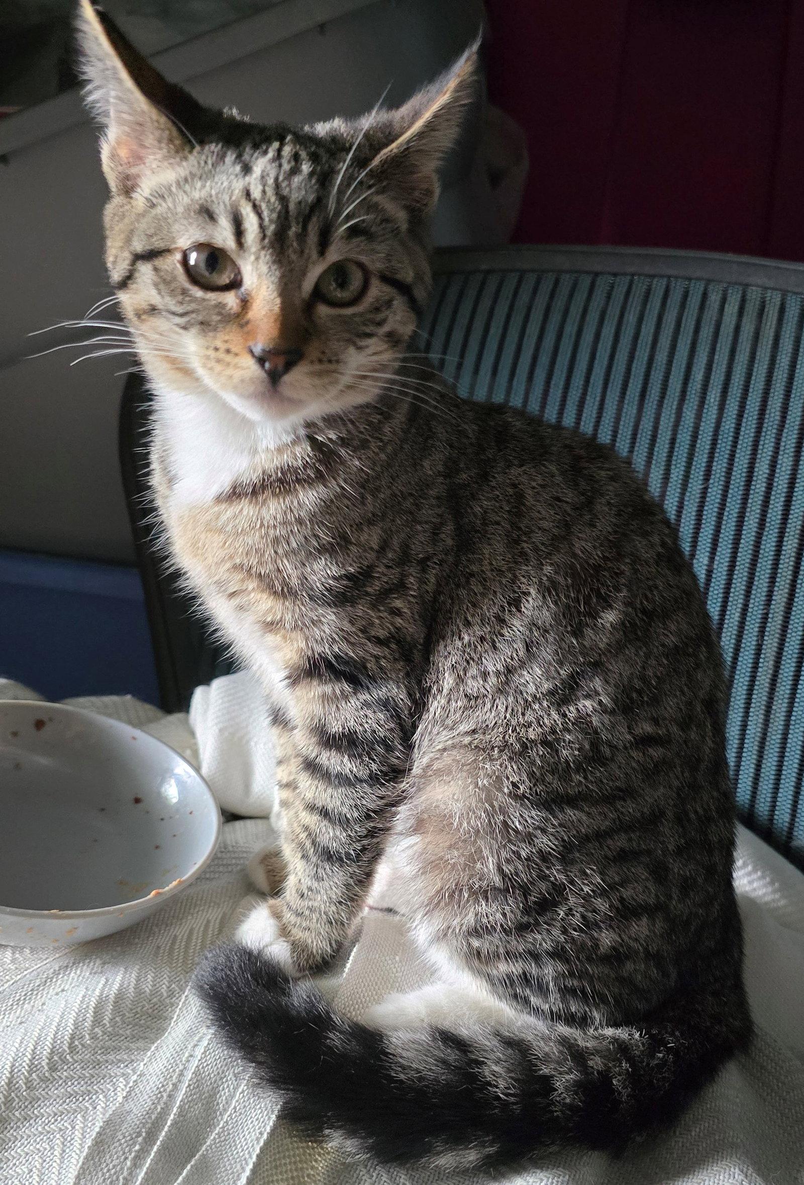 Luna, a Adoptable Tabby in Palo Alto, CA image 2/3
