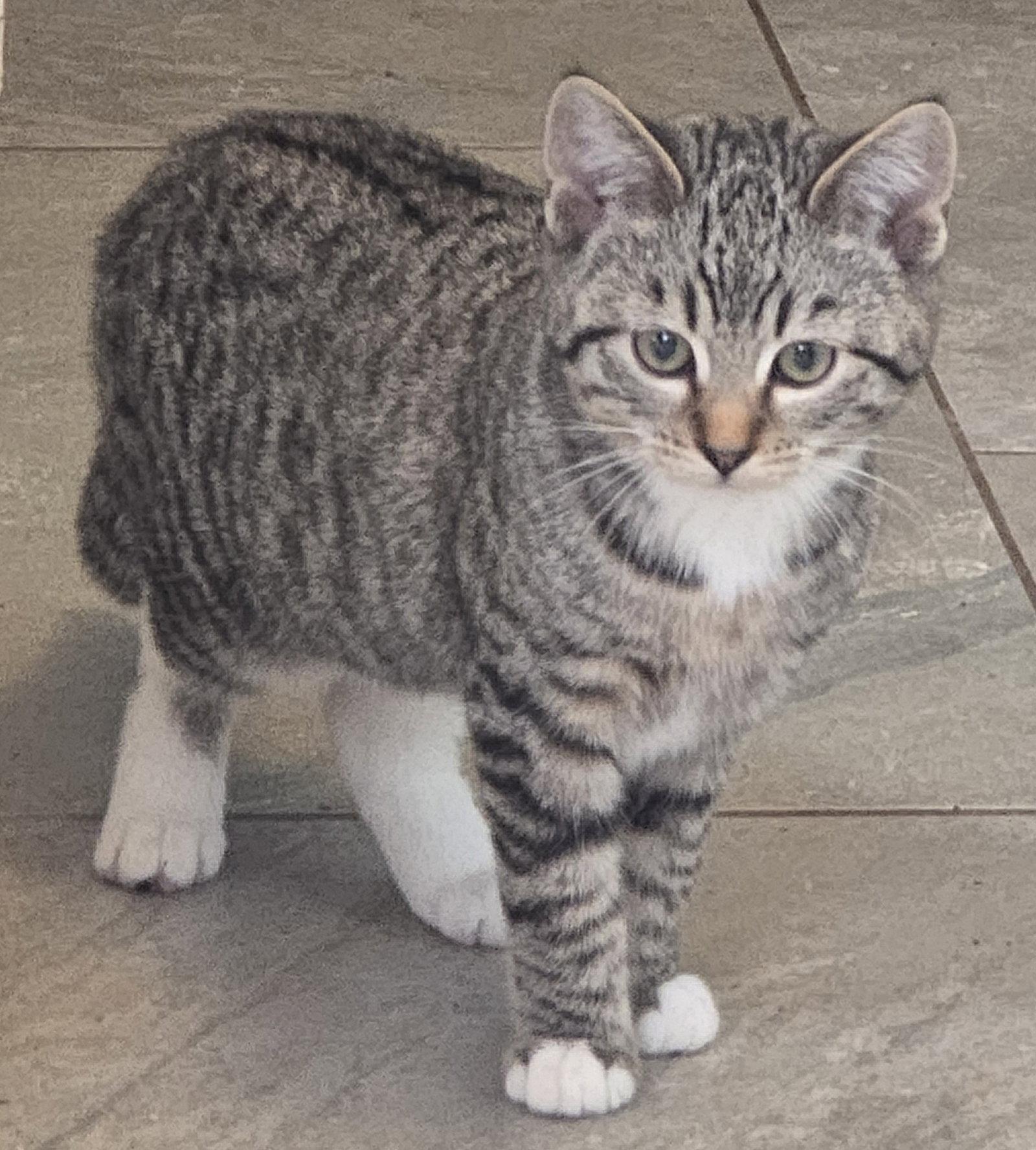 Luna, a Adoptable Tabby in Palo Alto, CA image 3/3
