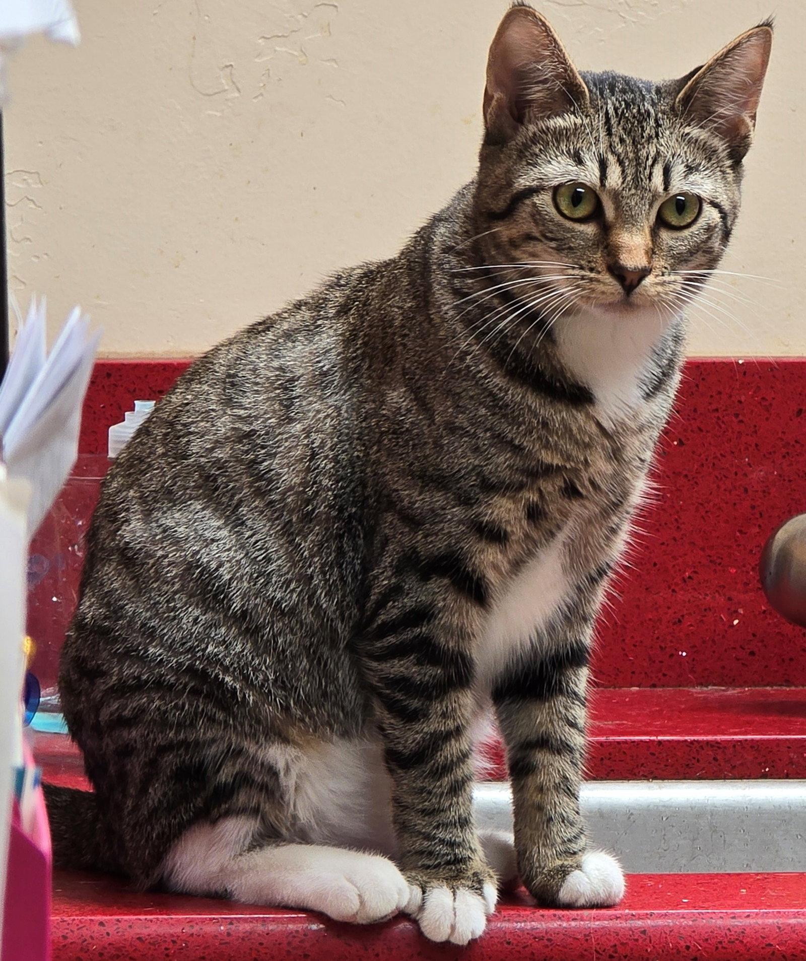 Enlarge Luna, a Adoptable Tabby in Palo Alto, CA image 3/3