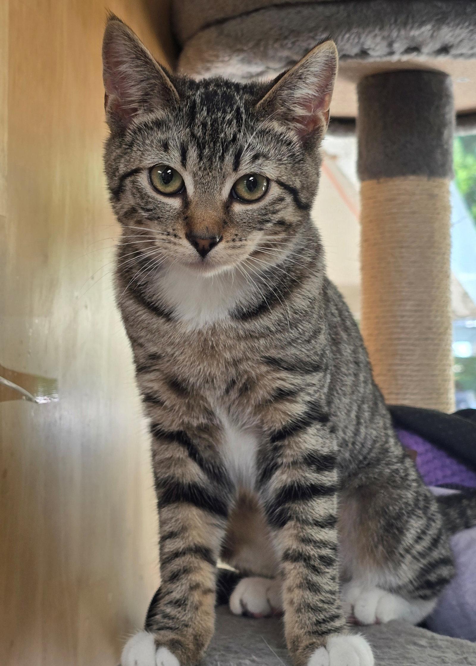 Luna, a Adoptable Tabby in Palo Alto, CA image 3/3
